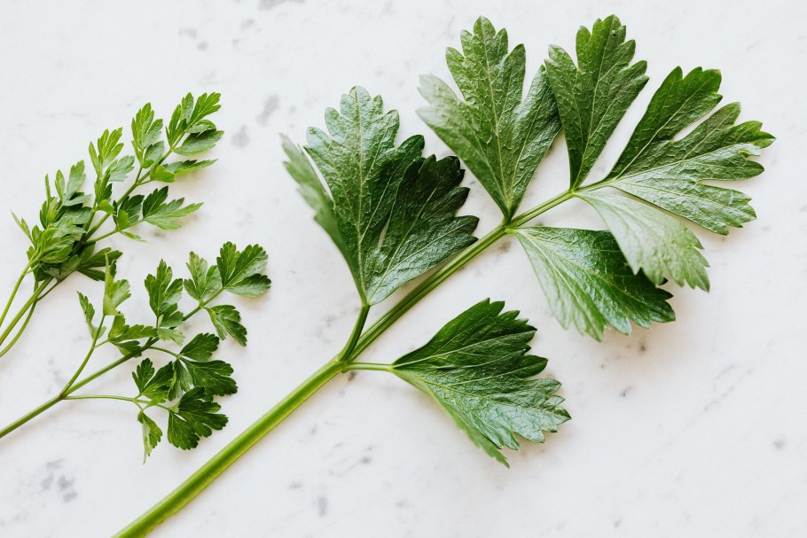 Латук огородный