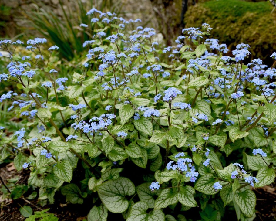 Бруннера крупнолистная массив