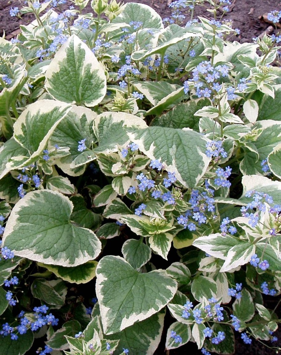 Бруннера крупнолистная (Brunnera macrophylla)