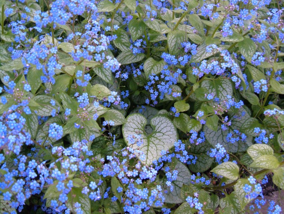 Бруннера крупнолистная Джек Фрост