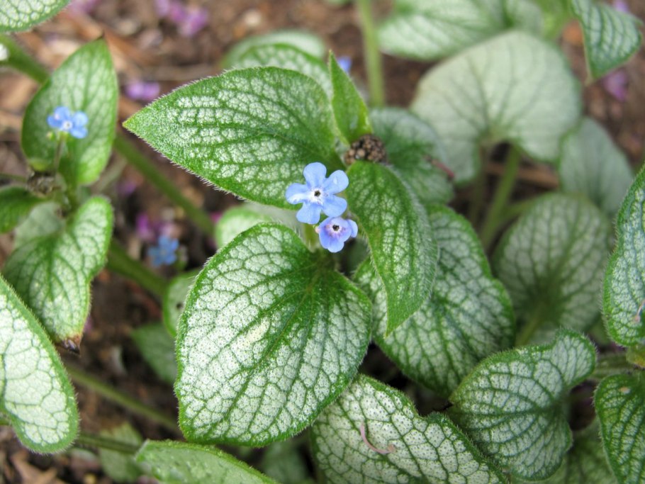 Незабудка Бруннера