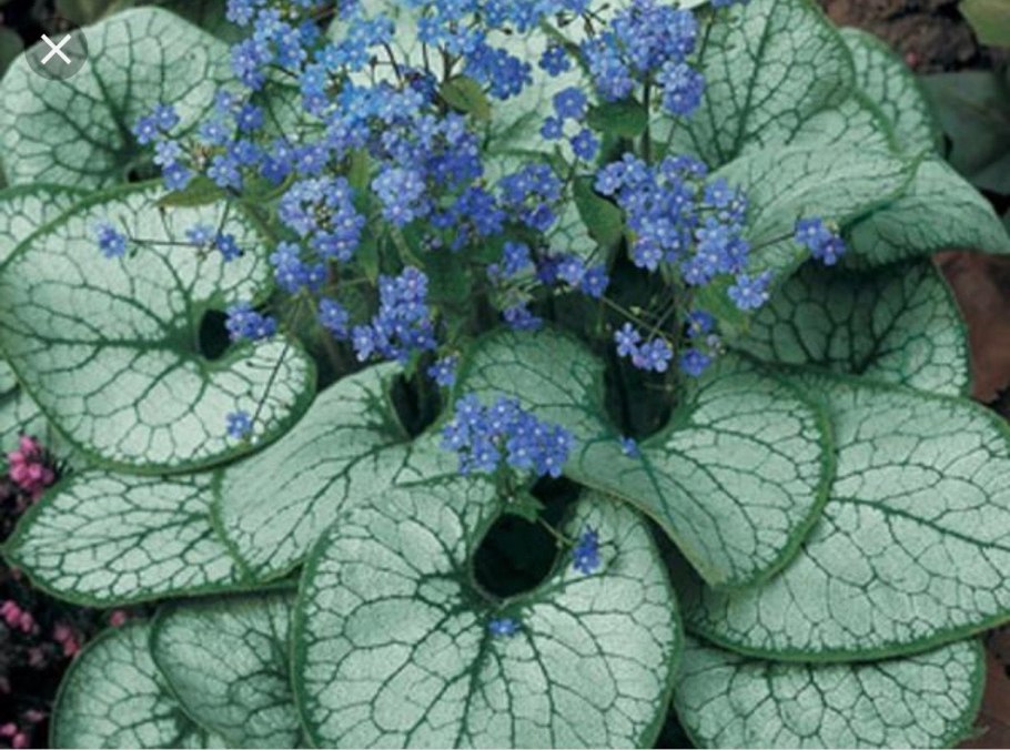 Бруннера крупнолистная