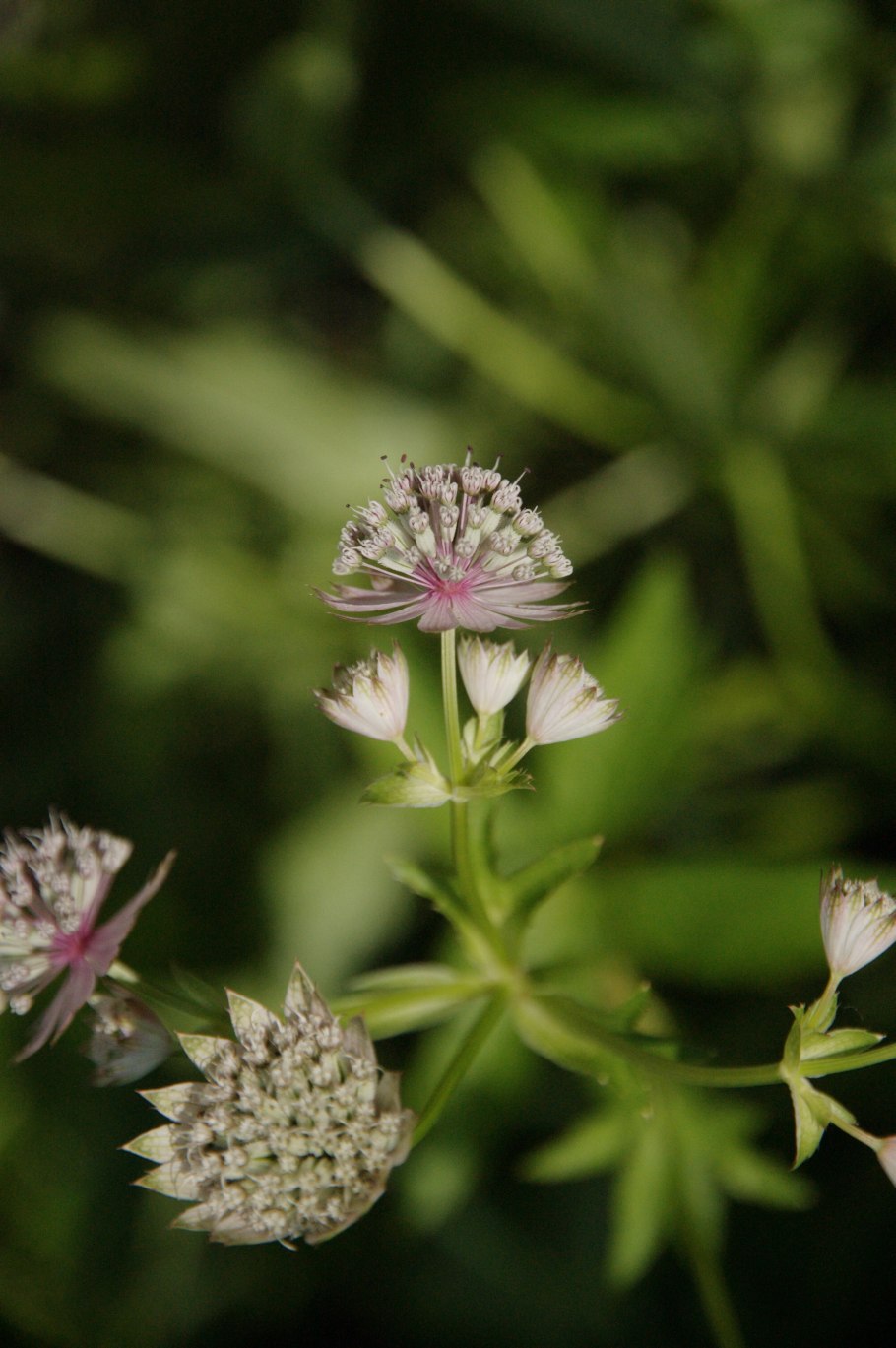 Астранция Major ROMA