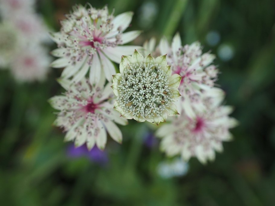 Астранция и астильба
