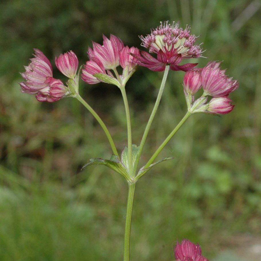 Астранция вариегатная размножение семенами