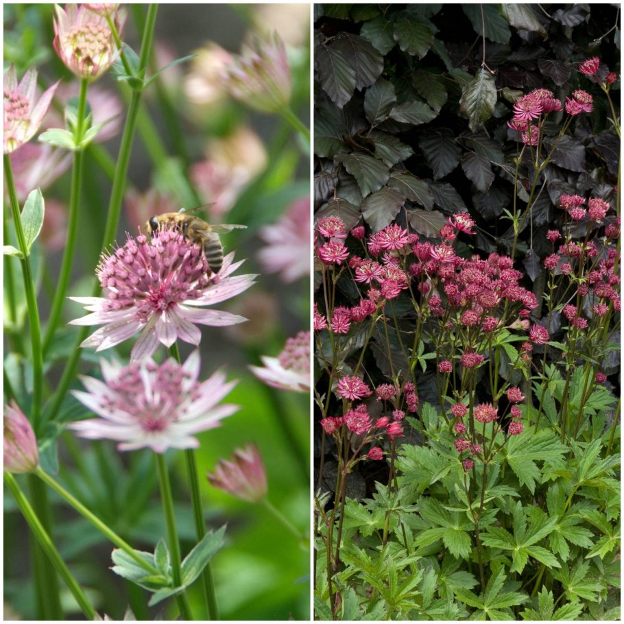 Астранция черная макро