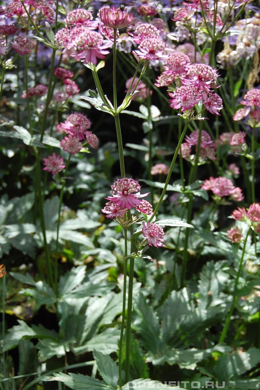 Астранция Пинк Джойс