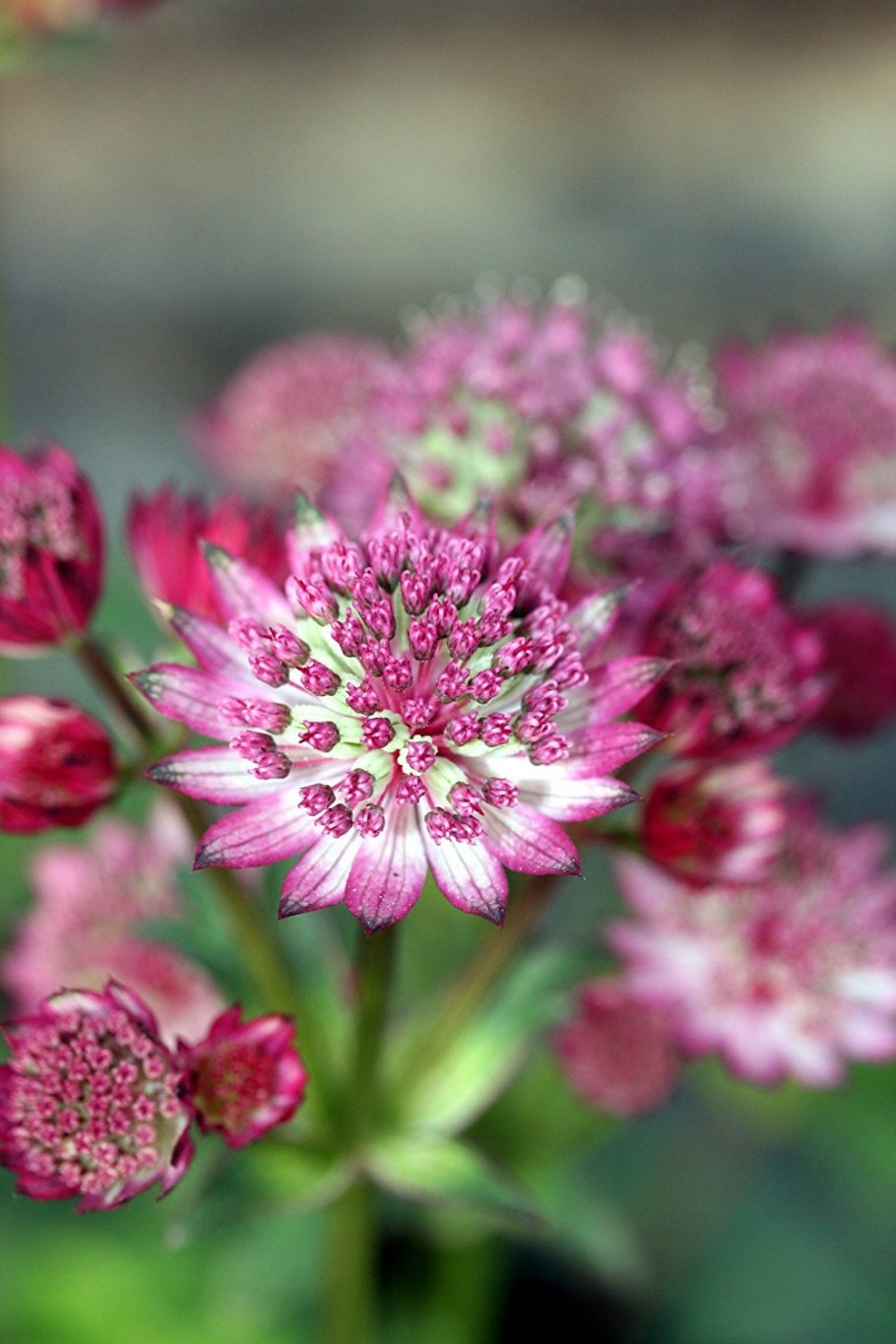 Корневище астранции