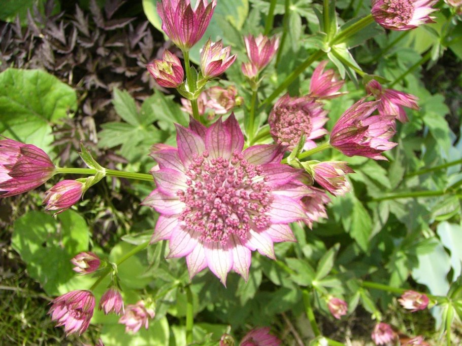 Astrantia Major 'ROMA'