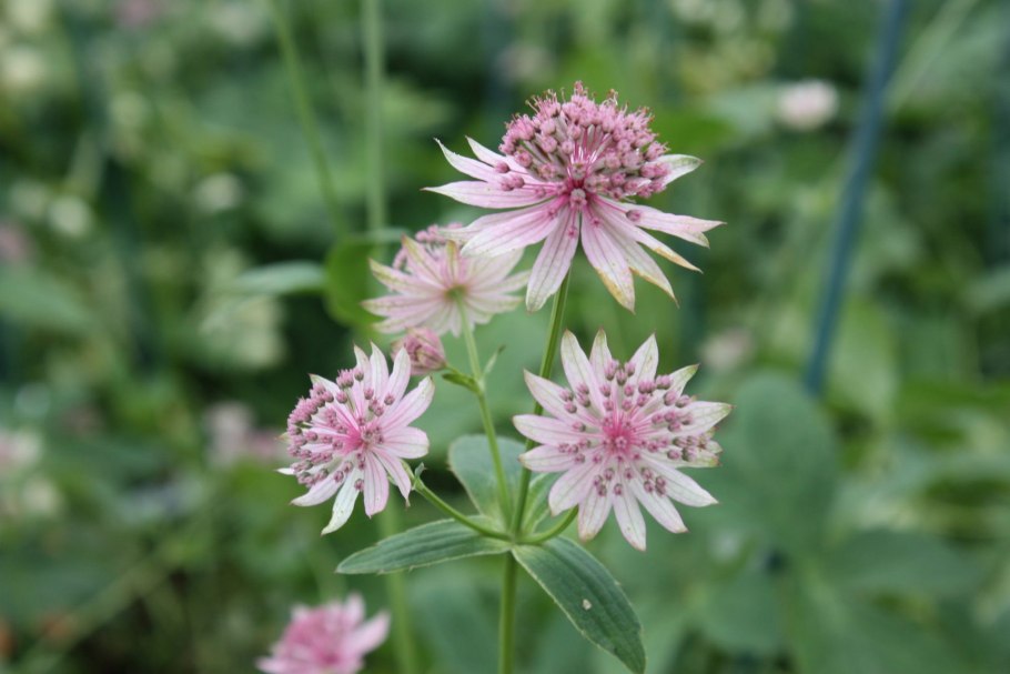 Астранция Розеа