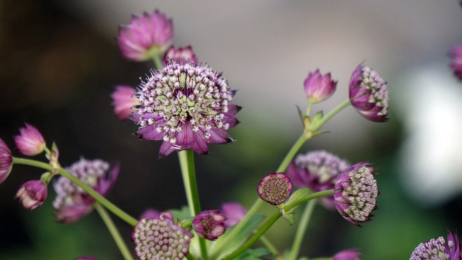 Астранция Розен симфония