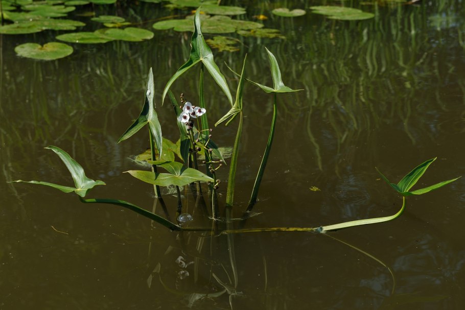 Стрелолист Sagittaria sagittifolia