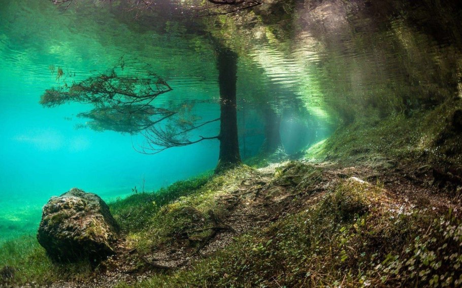 Каулерпа Таксифолия