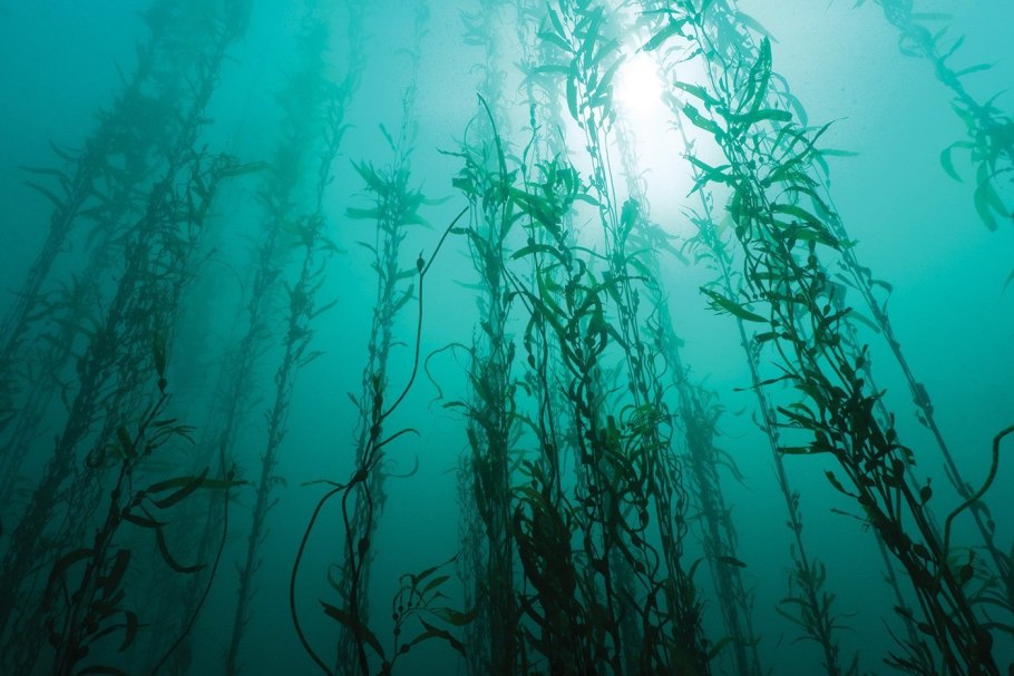 Algae Летик