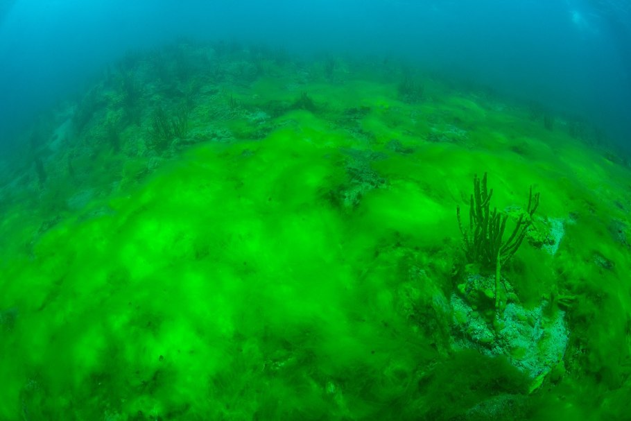 Водоросли келп ламинариевые арт