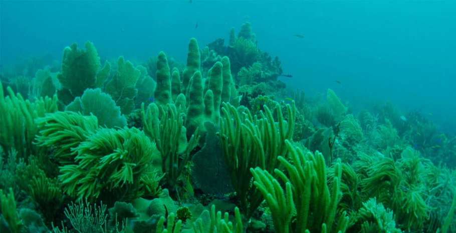 Артикул Bombay 2 006-Seagrass