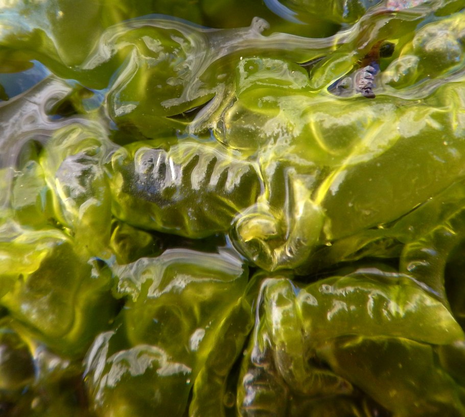 Подводный "лес"(Kelp Forest)