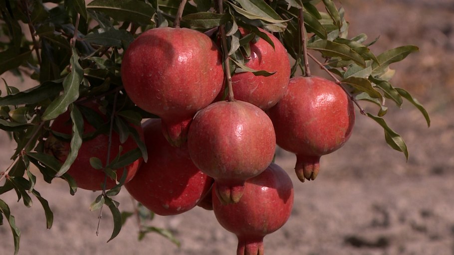 Гранат Гюлейша