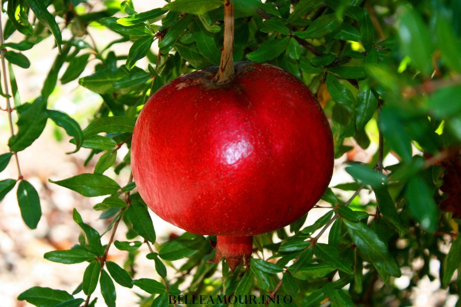 Гранат Никитский ранний