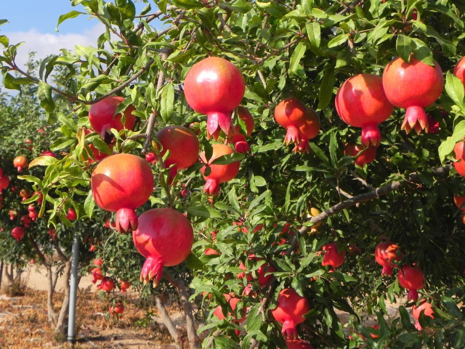 Хатай Турция плантации гранат