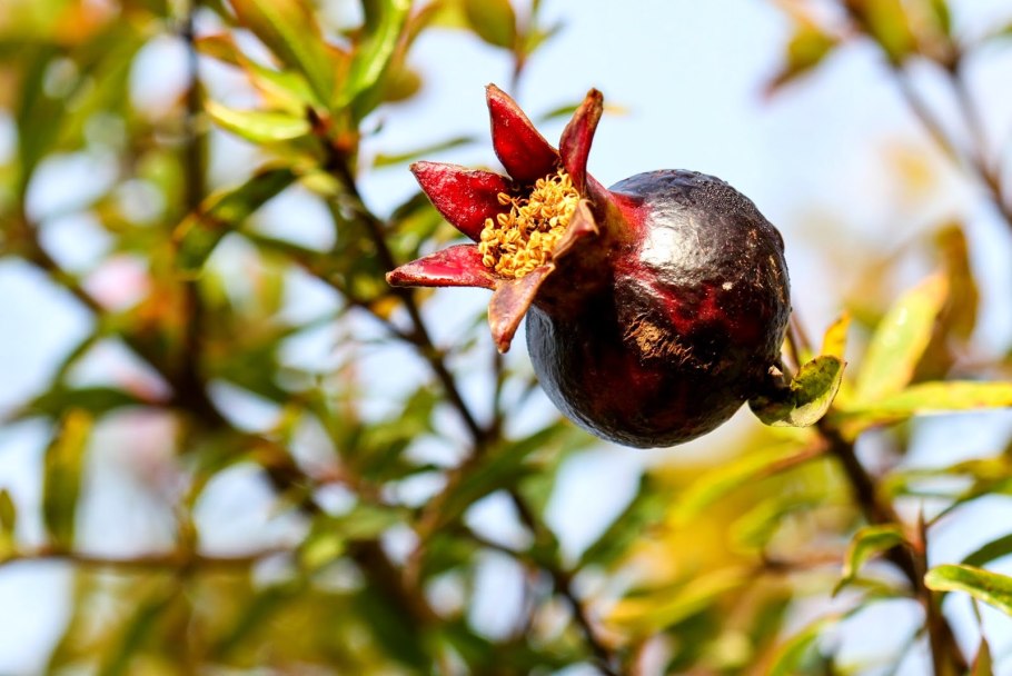 Гранат обыкновенный Punica granatum