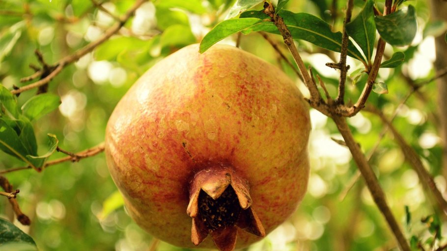 Бескосточковый гранат