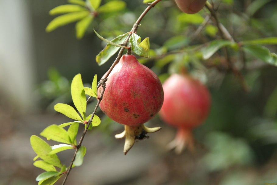 Гранат обыкновенный дерево