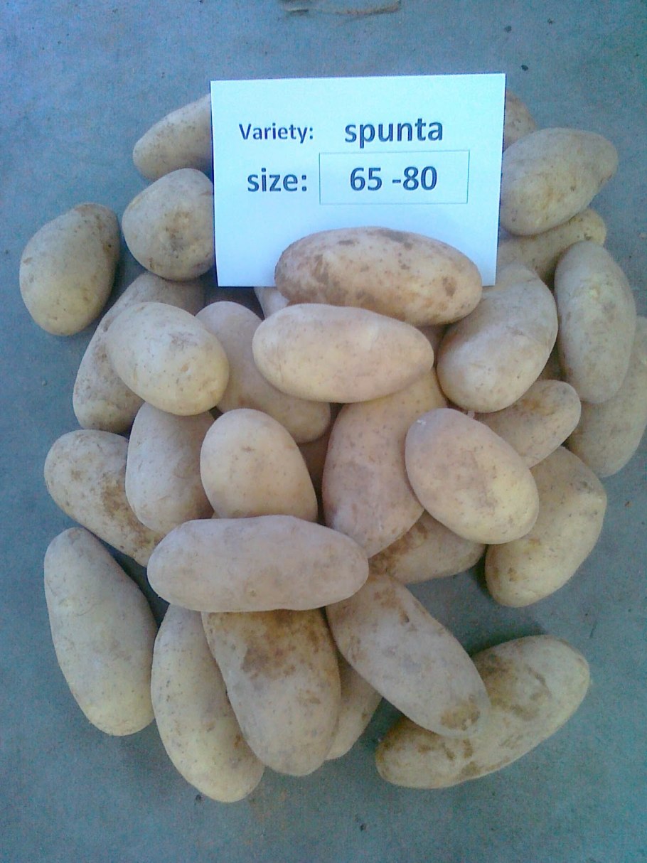 Сорт египетской картошки