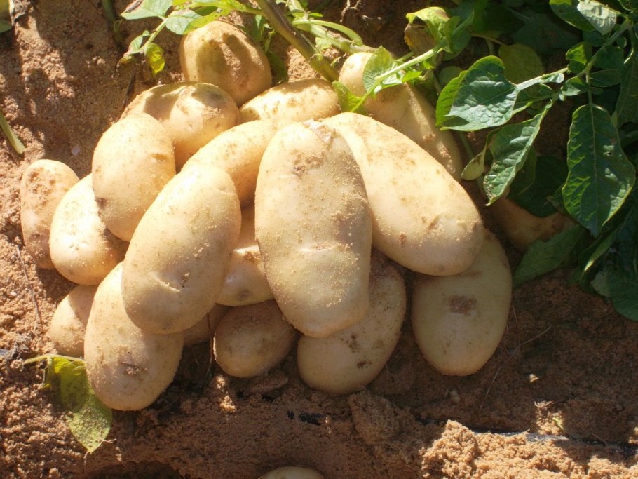 Плантации картофеля в Египте