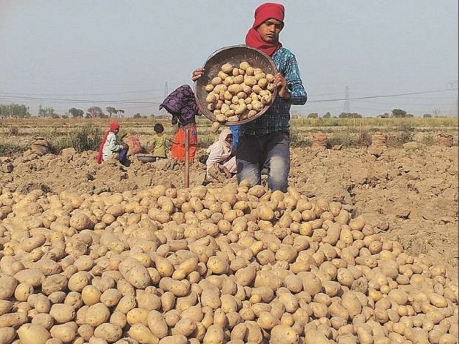 Картофель у арабов