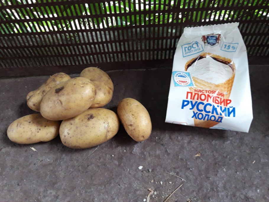 Семенной картофель ривьера