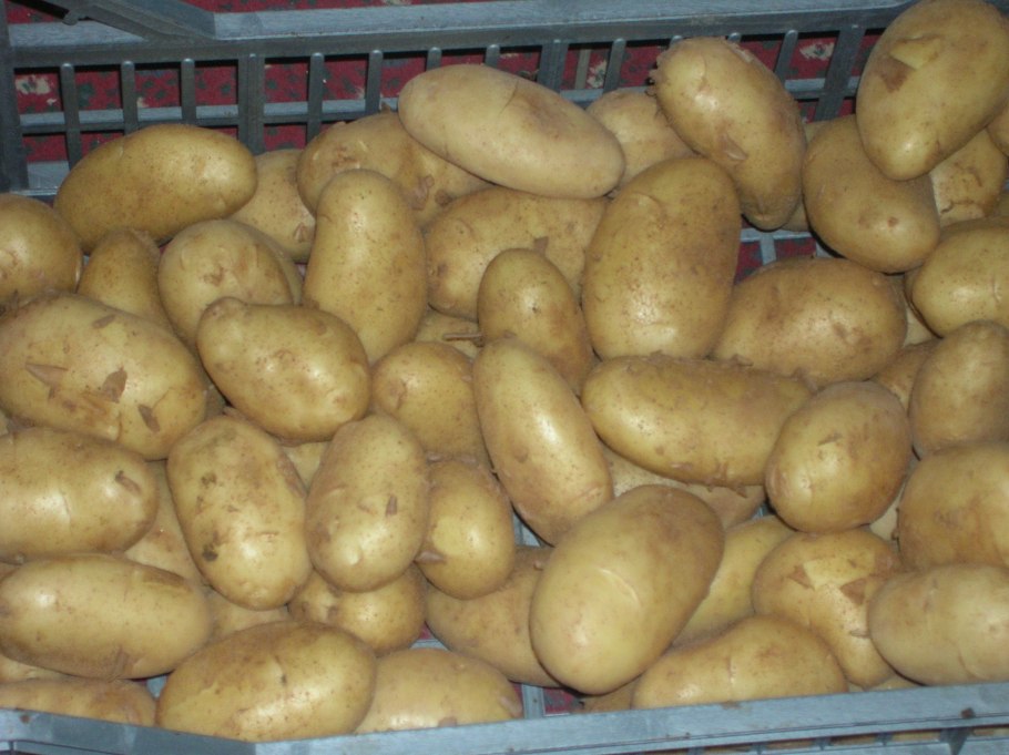 Картошка картинка