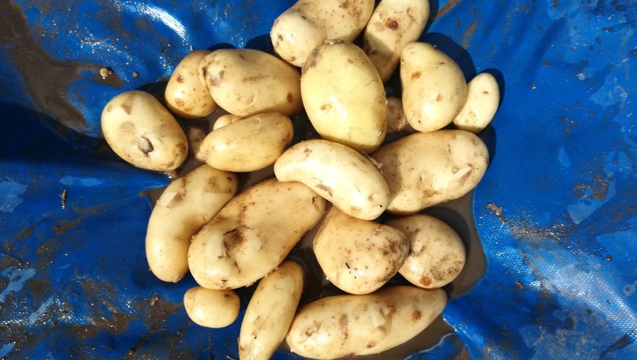 Картофель мытый