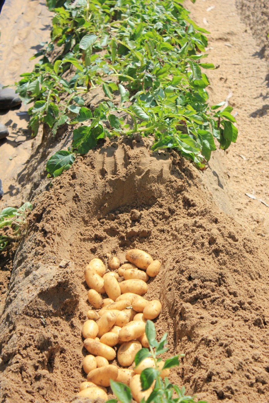 Картофель молодой Египет