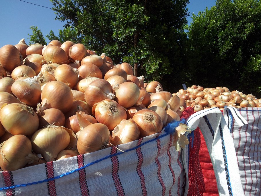 Семена картофеля для дальнего Востока