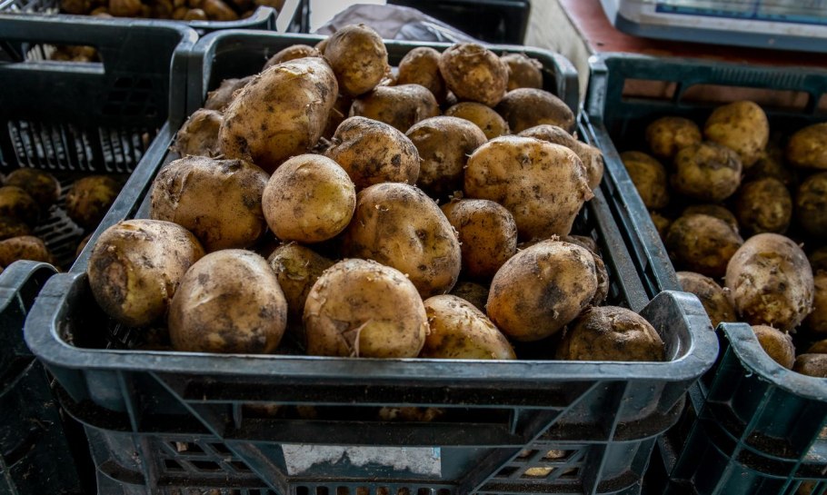 В Египте растет картошка