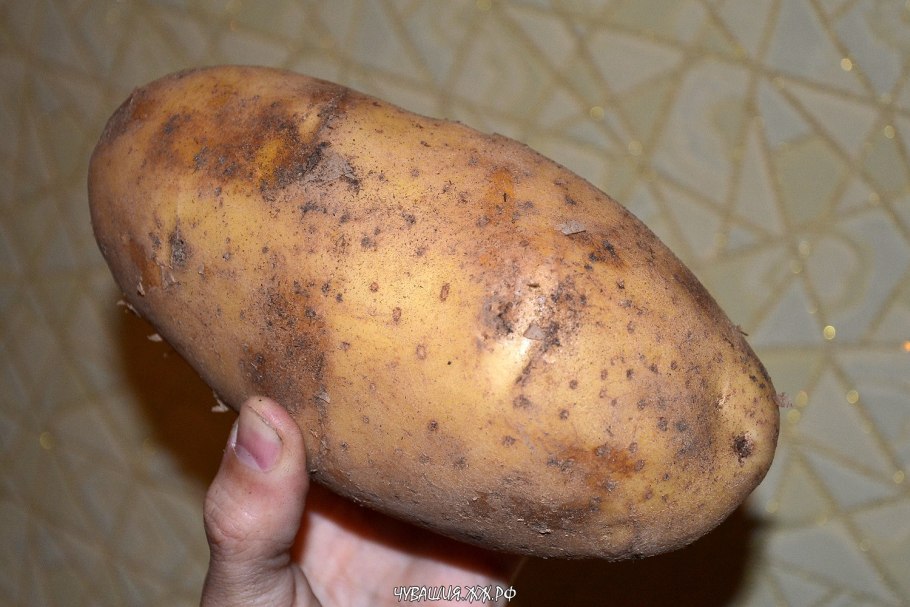 Спунта сорт картофеля