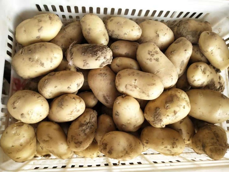 Картофель свежий