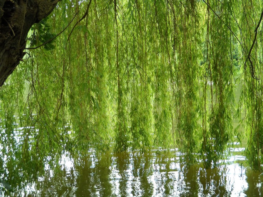 Ива золотистоволосистая