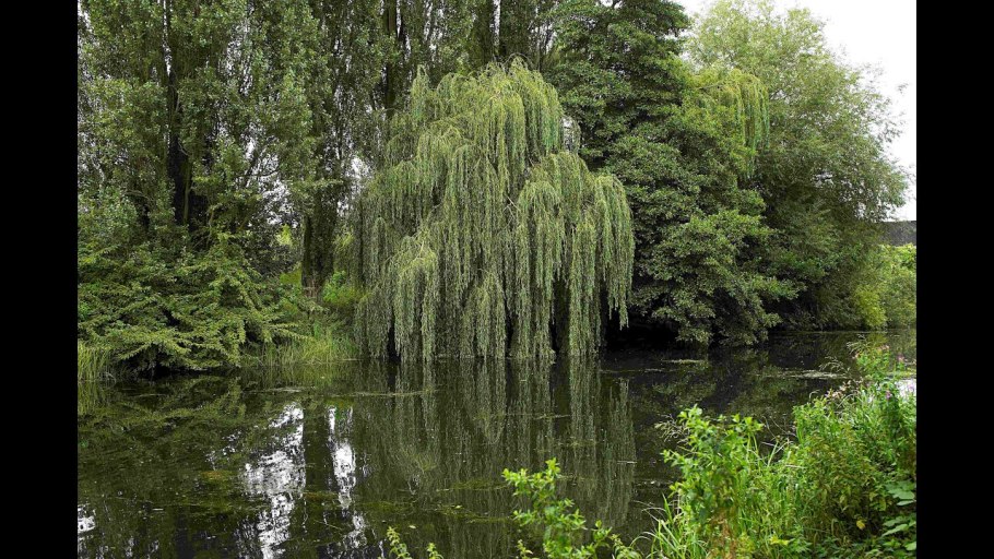 Ива Вавилонская парк