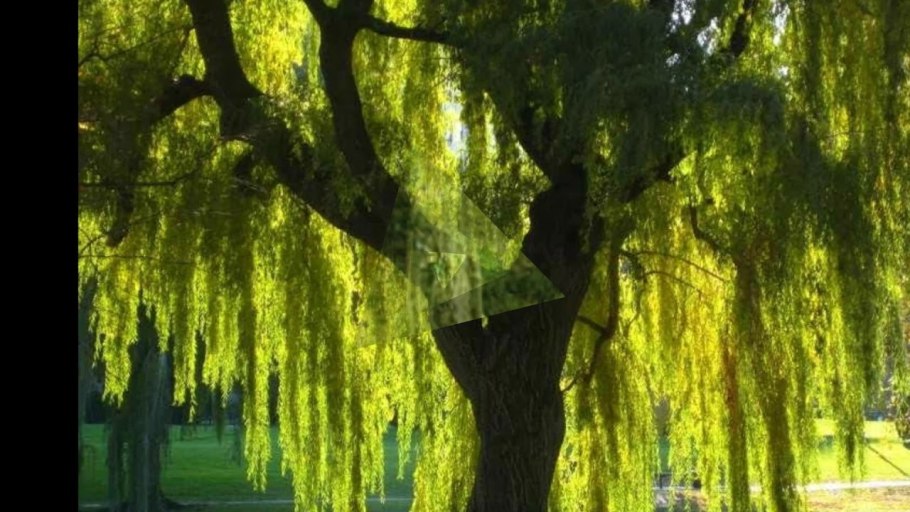 Ива Свердловская плакучая фото