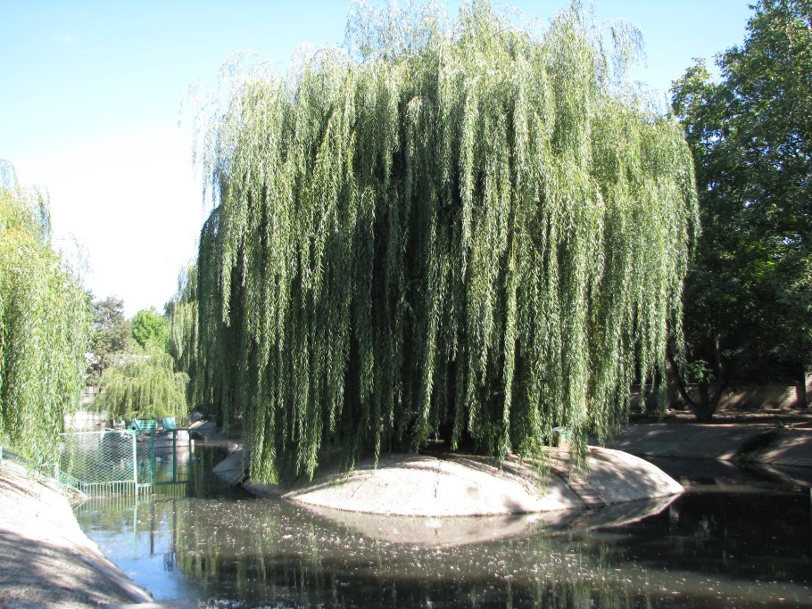 Плакучая Ива дерево