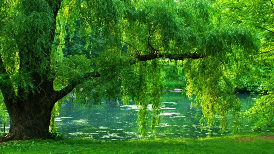 Ива неплакучая