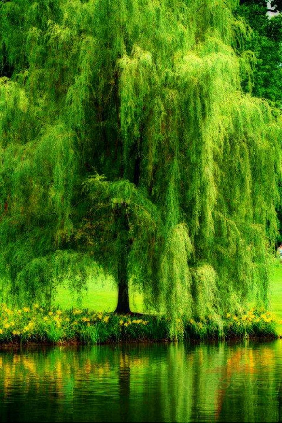 Плакучая Ива дерево
