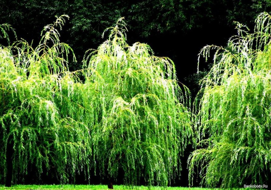 Плакучая Ива дерево