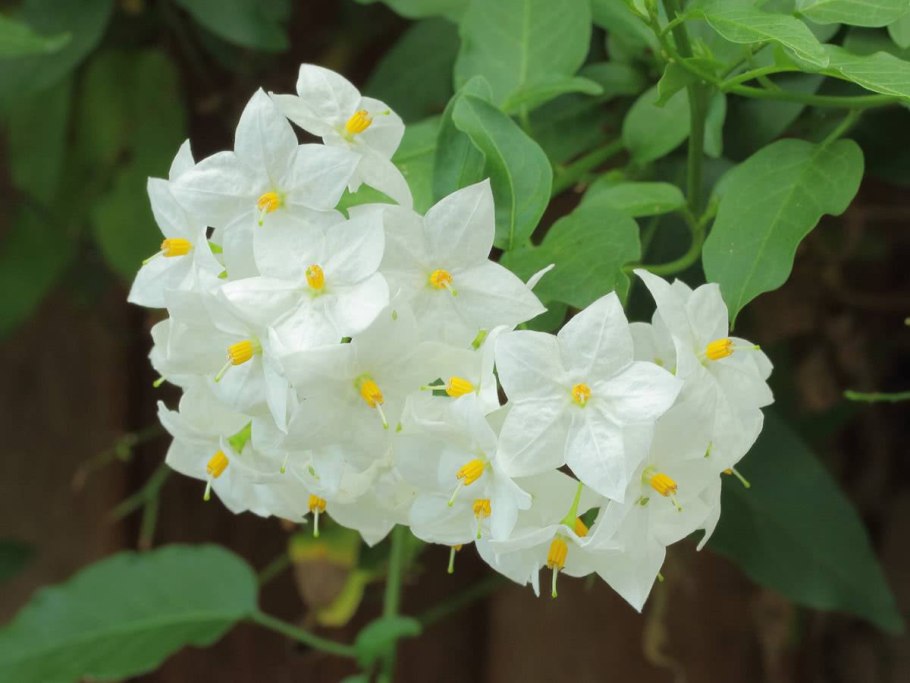 Solanaceae растение