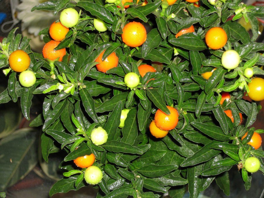 Solanum rantonnetii