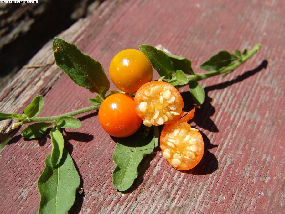 Solanum bonariense