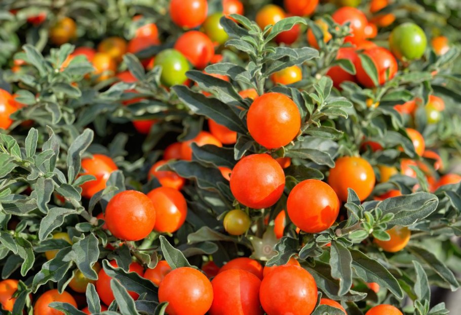 Соланум pseudocapsicum