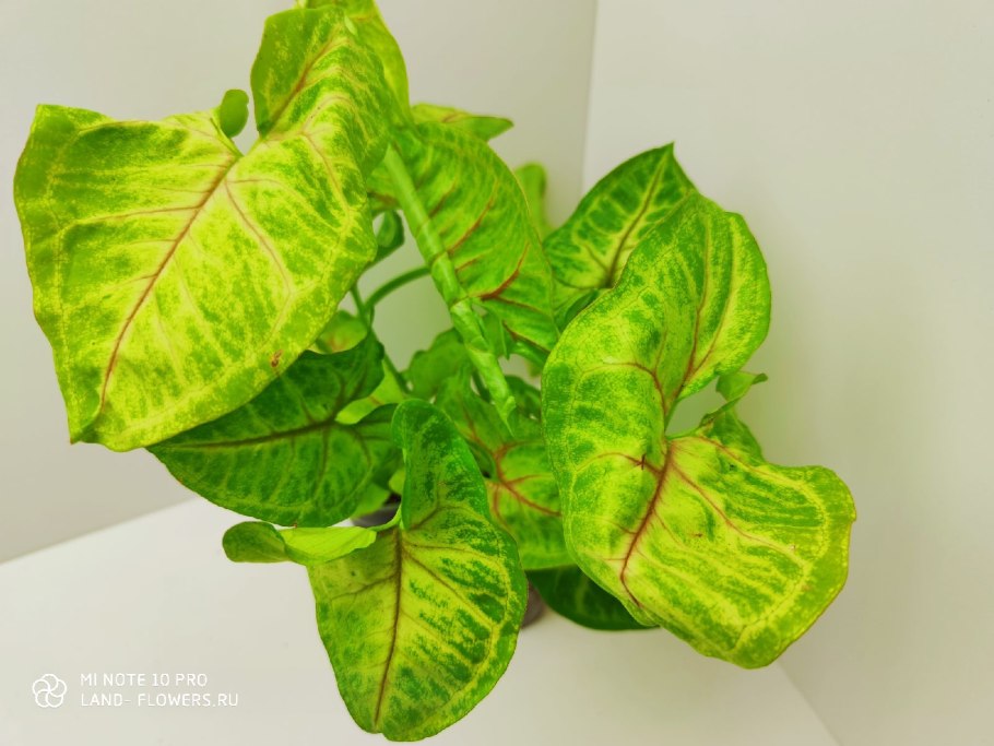 Купить сингониум Саншайн в Подольске